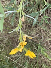 Thermopsis divaricarpa