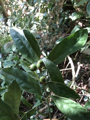 Mitriostigma axillare