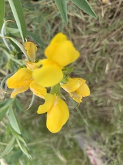 Thermopsis divaricarpa