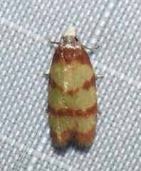 Sparganothis lindalinea