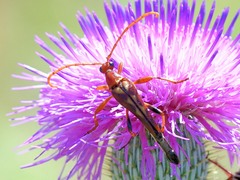 Strangalia virilis