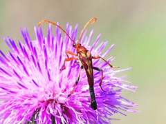 Strangalia virilis