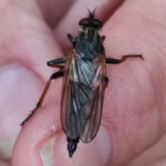 Pamponerus germanicus