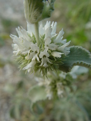 Marrubium incanum
