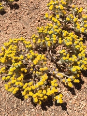 Eriophyllum pringlei