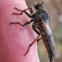 Pamponerus germanicus