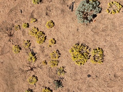 Eriophyllum pringlei