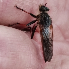 Pamponerus germanicus