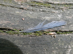 Cyanistes caeruleus