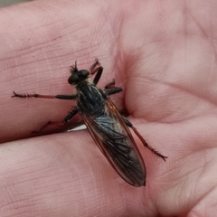 Pamponerus germanicus