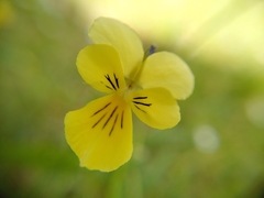 Viola lutea calaminaria