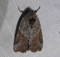Gonodes liquida