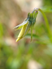 Viola lutea calaminaria