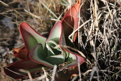 Kalanchoe thyrsiflora
