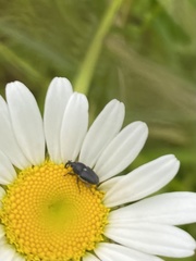 Odontocorynus salebrosus