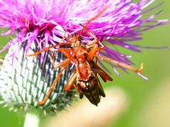 Strangalia virilis
