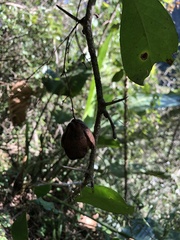 Putterlickia retrospinosa