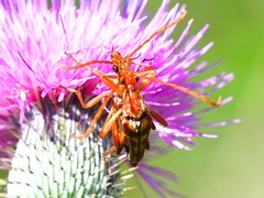 Strangalia virilis
