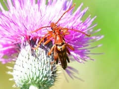 Strangalia virilis
