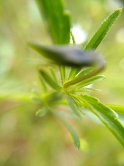 Viola lutea calaminaria