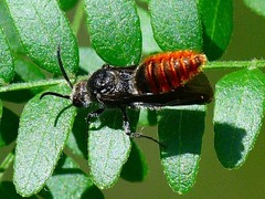 Pseudomethoca vanduzei