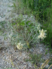 Marrubium incanum