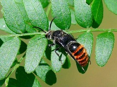 Pseudomethoca vanduzei