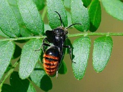 Pseudomethoca vanduzei