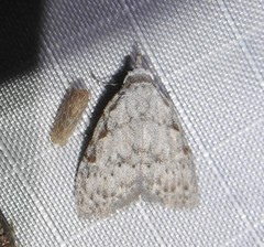 Nola triquetrana