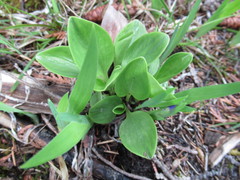 Parnassia glauca