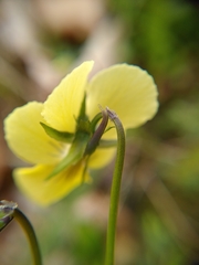 Viola lutea calaminaria