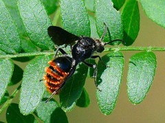 Pseudomethoca vanduzei