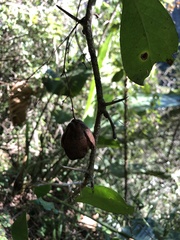Putterlickia retrospinosa