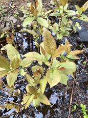 Viburnum cassinoides image