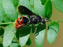 Pseudomethoca vanduzei