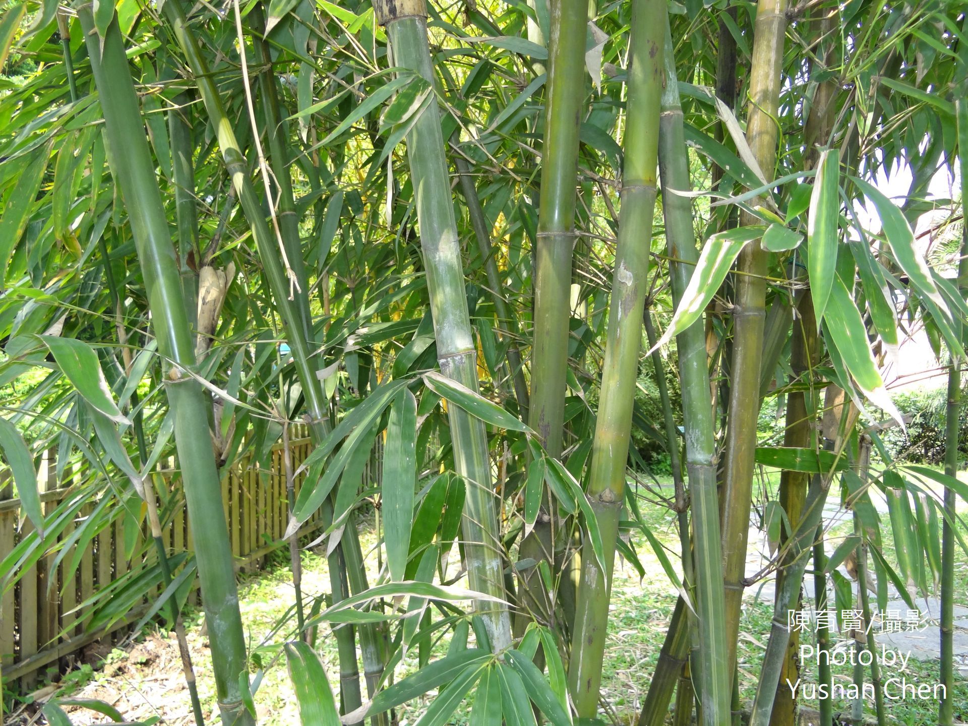 Bambusa tulda