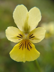 Viola lutea calaminaria