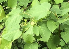 Tilia americana heterophylla