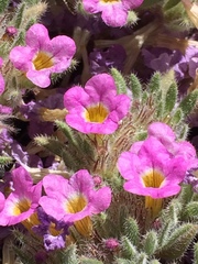 Nama aretioides multiflora