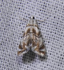 Eoparargyractis plevie