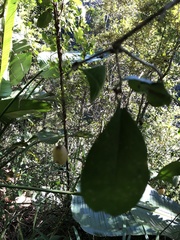 Putterlickia retrospinosa