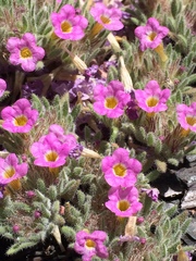 Nama aretioides multiflora