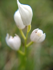 Cephalanthera
