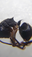 Polyrhachis exercita
