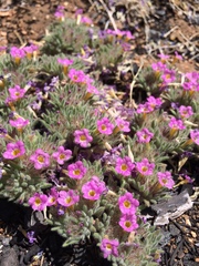 Nama aretioides multiflora