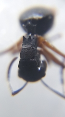 Polyrhachis exercita