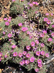 Nama aretioides multiflora