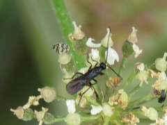 Sciara hemerobioides