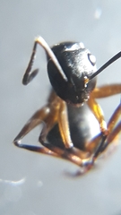 Polyrhachis exercita