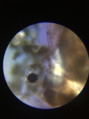 Simocephalus serrulatus